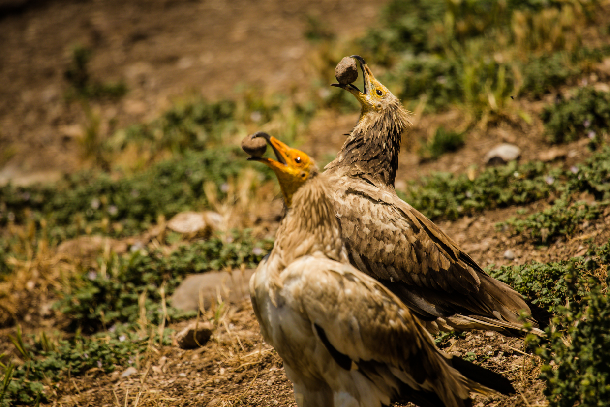 egyptian vulture neophron percnopterus