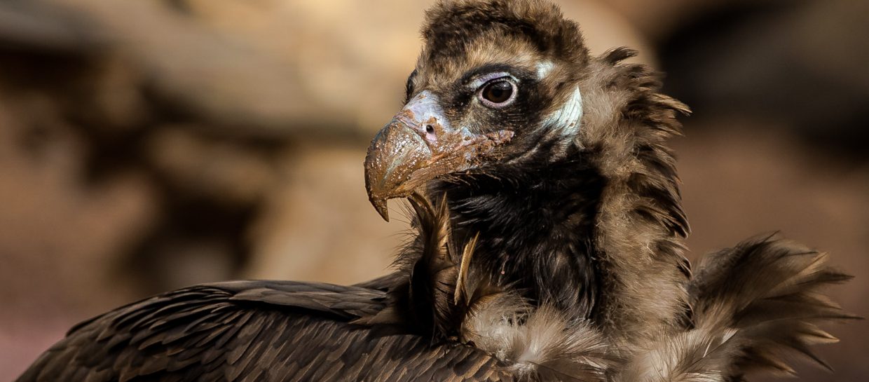 cinereous vulture aegypius vulture