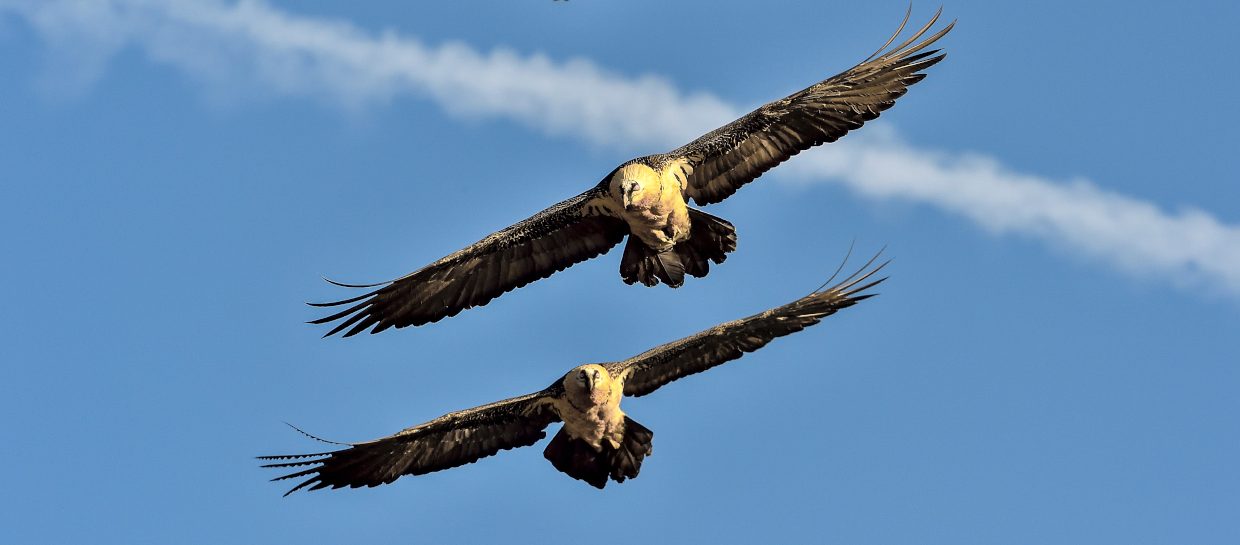 bearded-vulture gypaetus barbatus buseu birdwatching