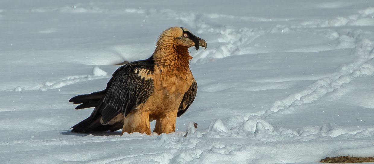 Bearded vulture gypaetus barbatus snow